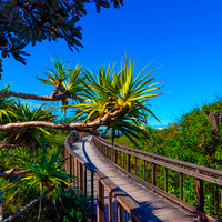 Coolum Boardwalk, Sunshine Coast