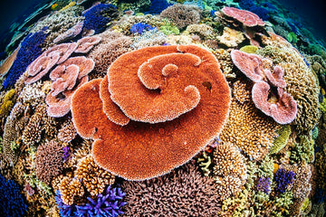 Coralscape