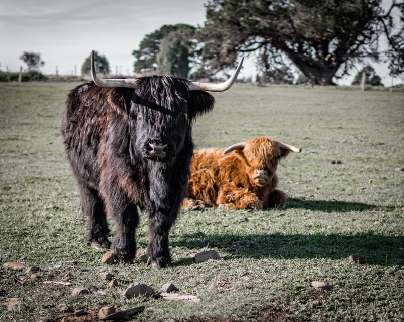 Couple of cool hairy cows
