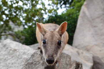 Curious Rock Wallaby