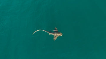Leopard Shark with friend