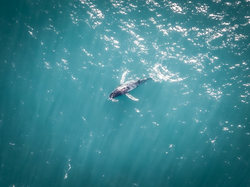 Baby Whale Headed South