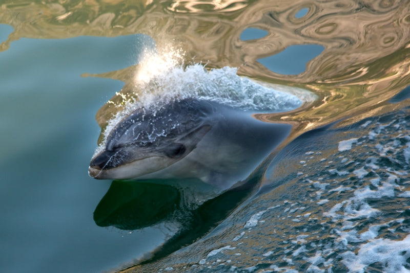 Dolphin Hello