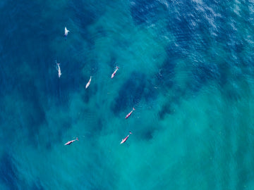 Dolphins (1), Manurah