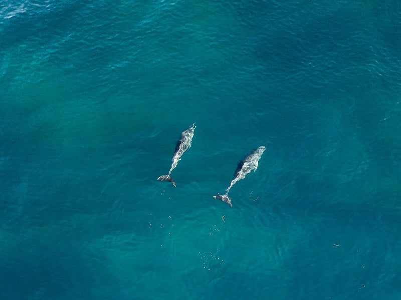 Dolphins (2), Manurah