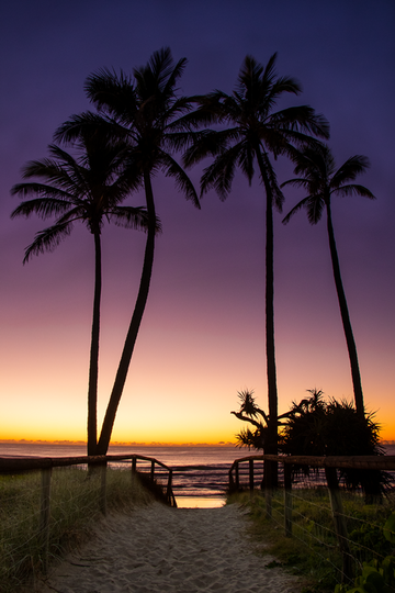 Palms