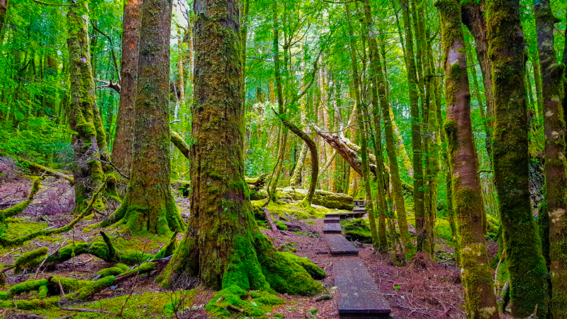 Enchanted Forrest, Tasmania