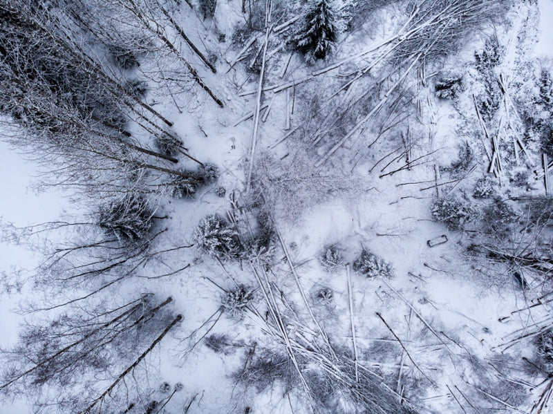 Fallen Trees