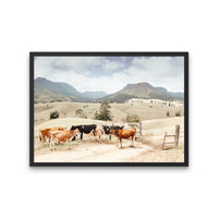 Farm Cows