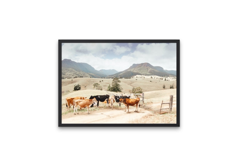 Farm Cows