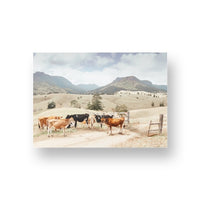 Farm Cows