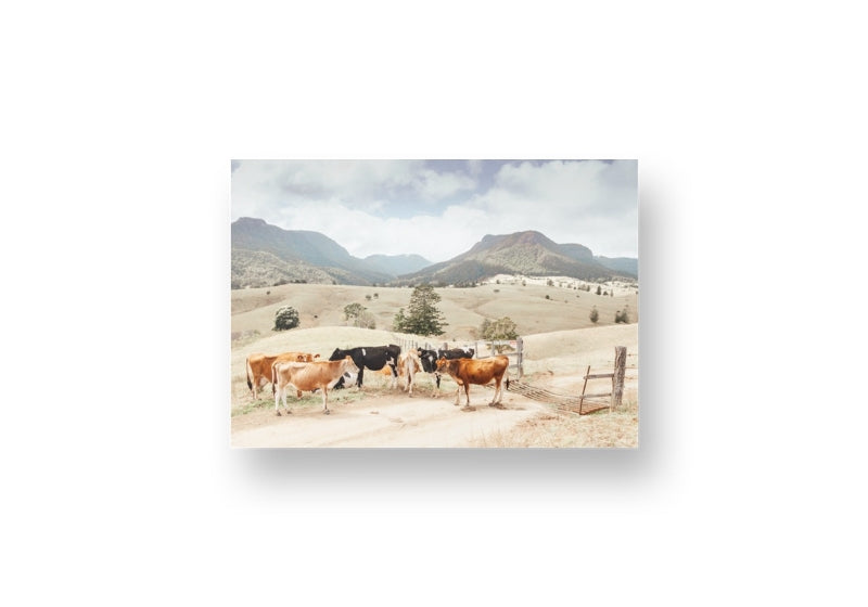 Farm Cows