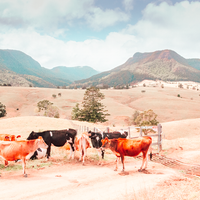 Farm Cows