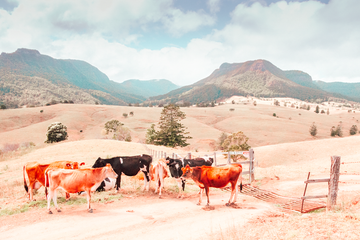 Farm Cows