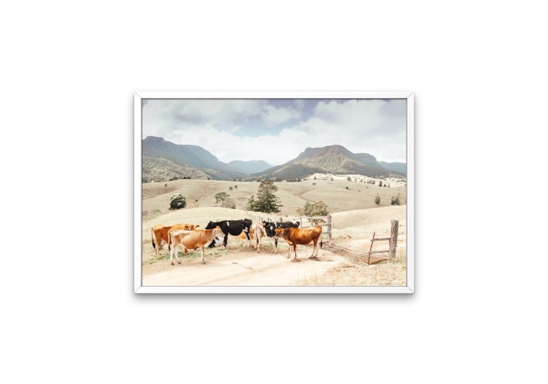 Farm Cows
