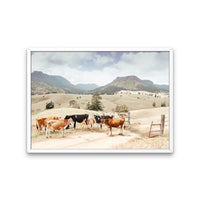 Farm Cows