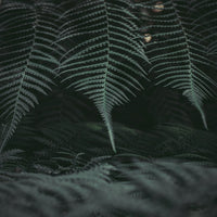 Ferns in one of Tasmania's Rainforests1