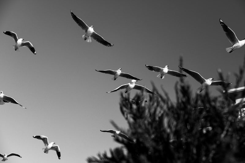 Flying Silver Gulls