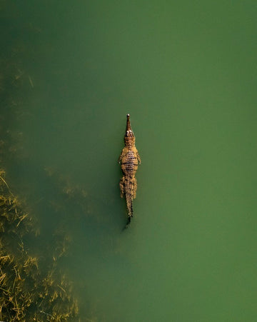 Fresh Water Crocodile, Kununurra