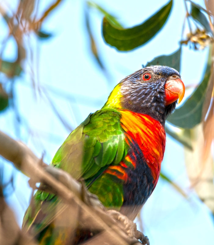 Rainbow Lorikeet