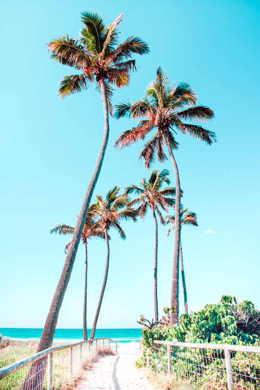 Gold Coast Palms