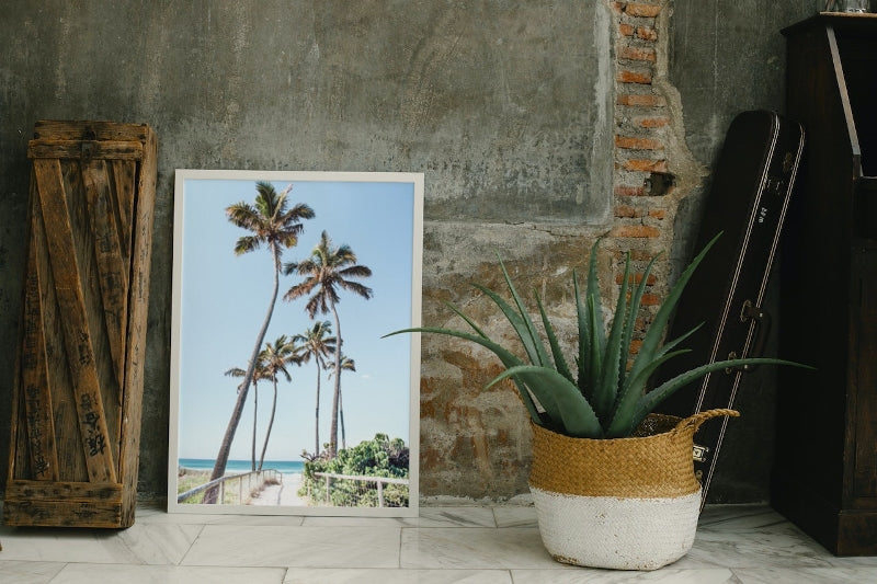 Gold Coast Palms