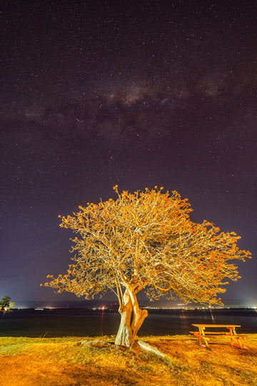 Golden Tree