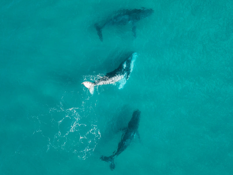 Humpback Whales - Australia