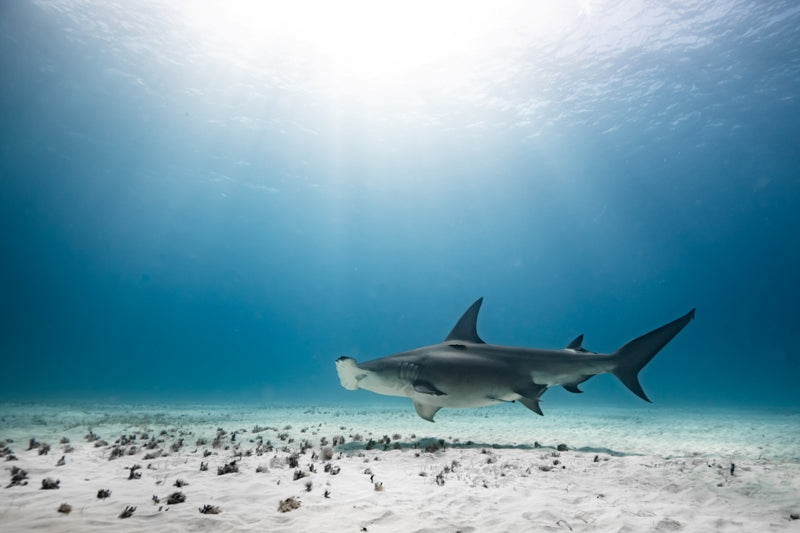 Hammerhead in the Sun