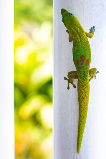 Hawaiian Gecko