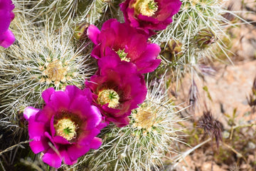 Hedgehoge Cactus in Bloom