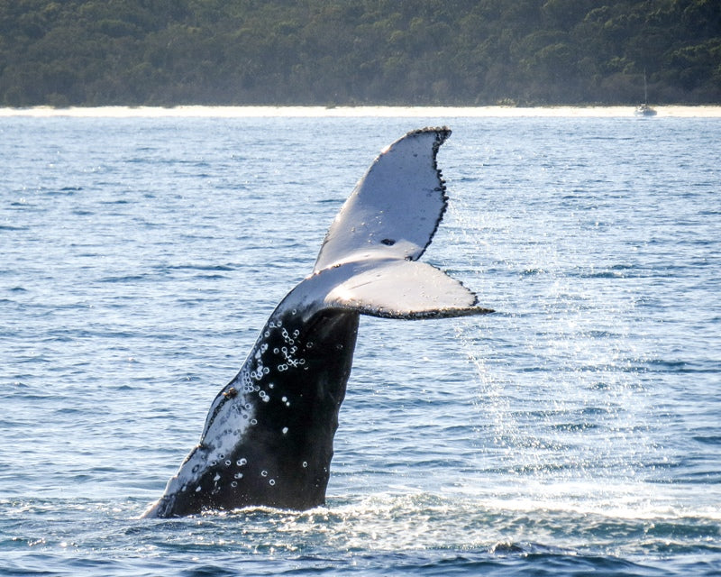 Hervey Bay Whale Tail