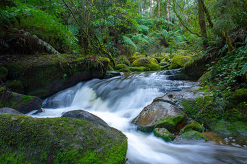 Hidden Forest