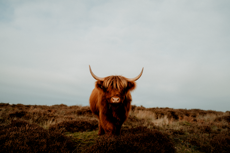 Highland Cow