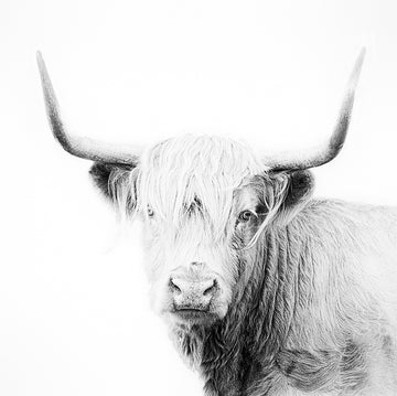 Highland Cow