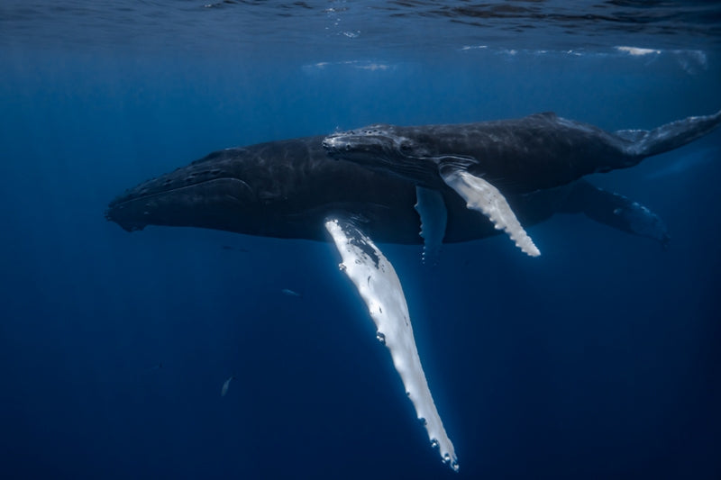Humpback whale with her calf