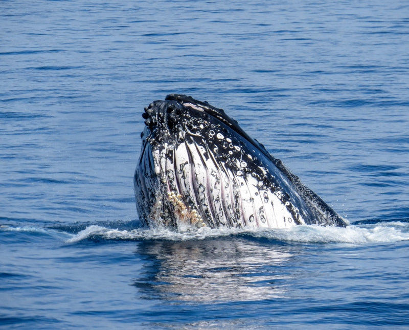 Humpback spyhop