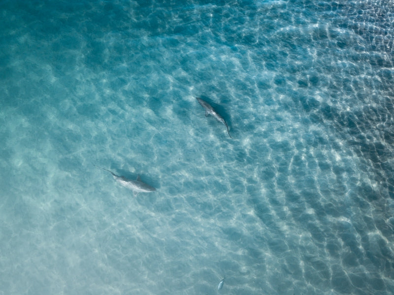 JAWS