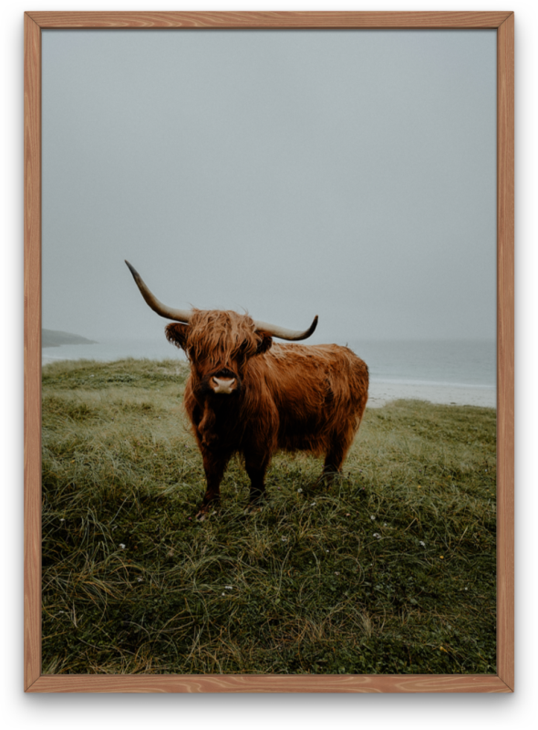 The Scottish Highland Coo