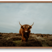 Highland Cow