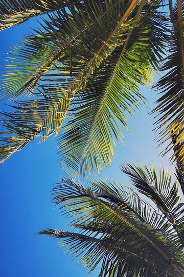 Bahamas Palms