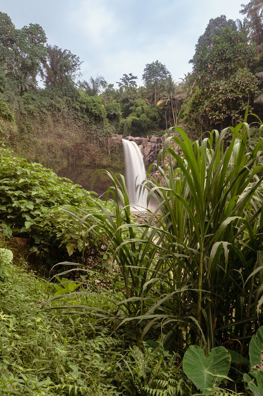 Jungle Falls