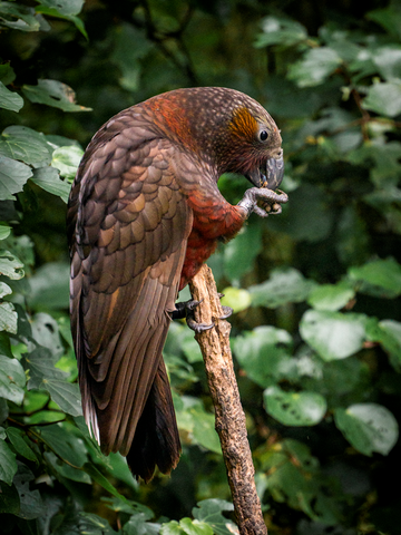Kaka, New Zealand Forest Parrot