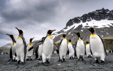 King Penguin Posse