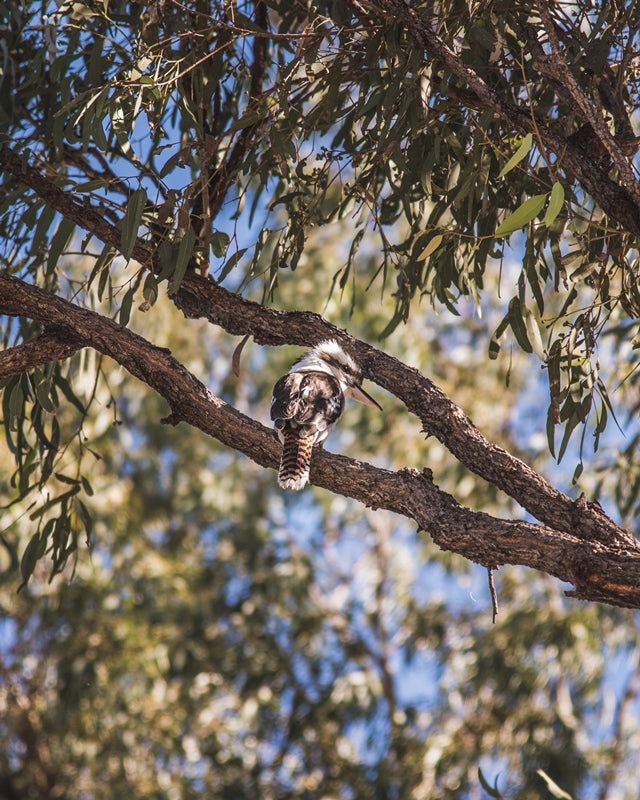 Kookaburra