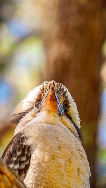 Kookaburra 2
