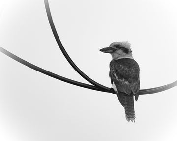 Kookaburra on a Cable