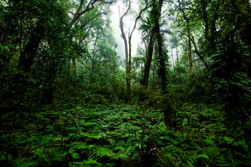 Main Range Rainforest