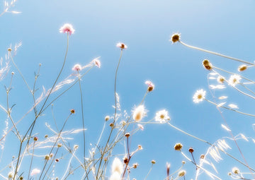 Light Flowers