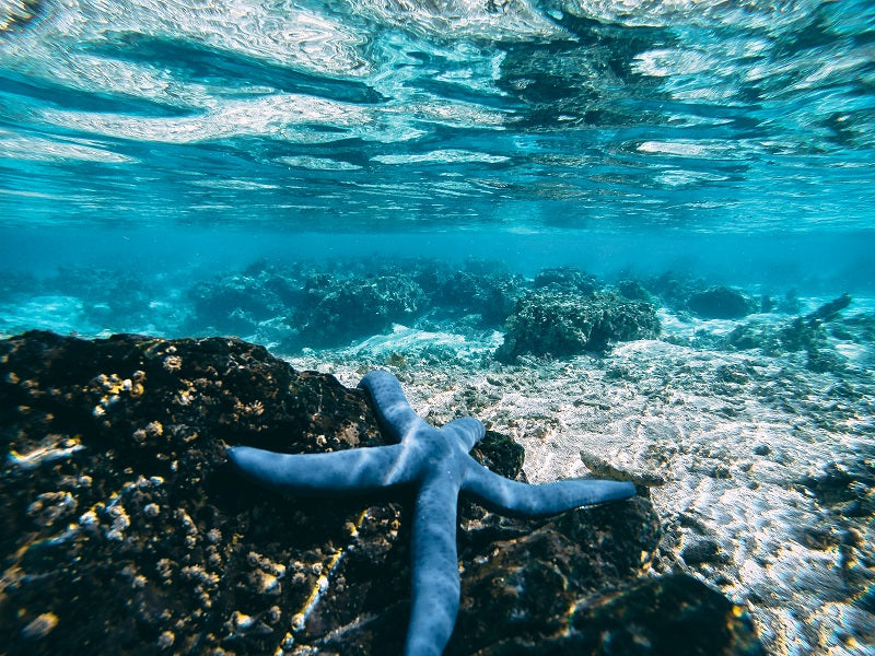 Lonely Starfish